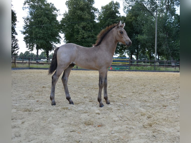 Connemara Étalon Poulain (05/2025) Buckskin in Oer-Erkenschwick