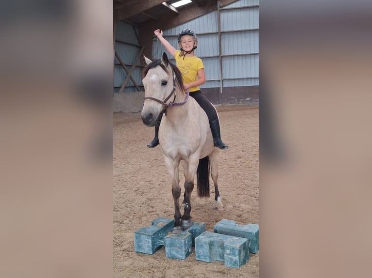 Connemara Gelding 10 years 12,2 hh Dun in Lille