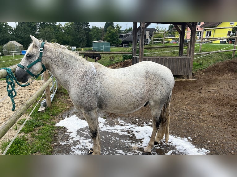 Connemara Mix Gelding 10 years 13 hh Grey in Irmtraut