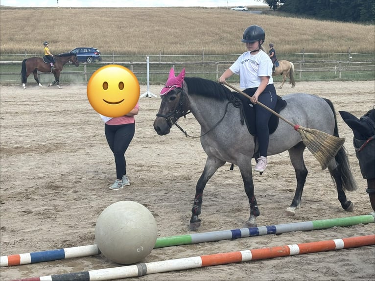 Connemara Gelding 10 years 14.1 hh Roan-Bay in Bad Abbach