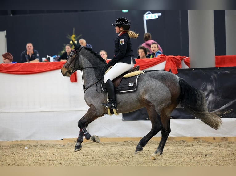 Connemara Gelding 10 years 14.1 hh Roan-Bay in Bad Abbach