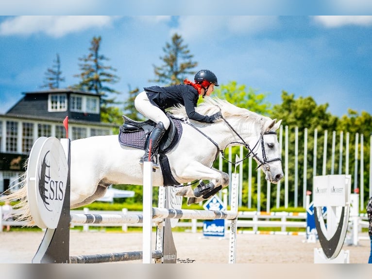 Connemara Gelding 10 years 14,2 hh Gray in Radzymin