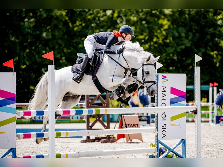 Connemara Gelding 10 years 14,2 hh Gray in Radzymin