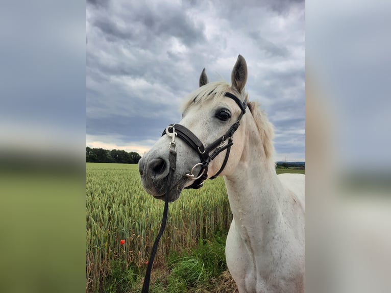 Connemara Gelding 10 years 14,3 hh Gray-Fleabitten in Gründau