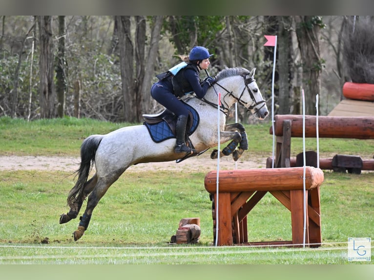 Connemara Gelding 10 years 14 hh Gray-Fleabitten in vilennes sur seine