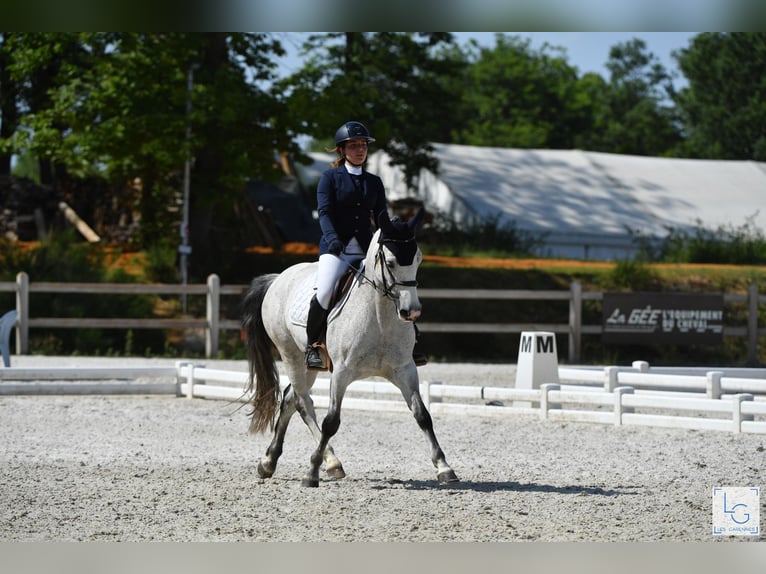 Connemara Gelding 10 years 14 hh Gray-Fleabitten in vilennes sur seine