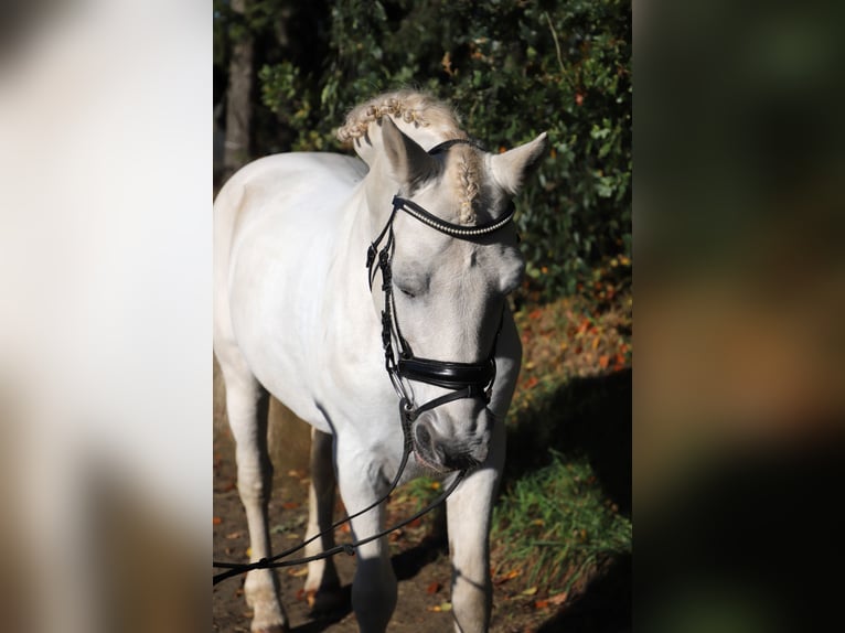 Connemara Mix Gelding 10 years 14,1 hh Grey in uelsen