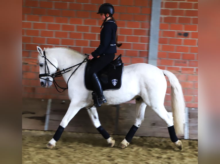 Connemara Mix Gelding 10 years 14,1 hh Grey in uelsen
