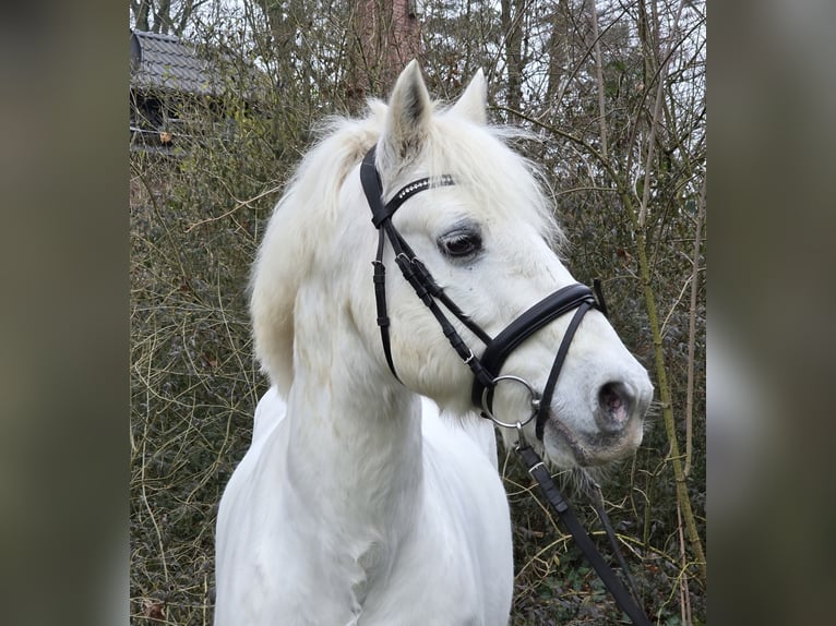 Connemara Mix Gelding 10 years 14,2 hh Grey in Wachtendonk