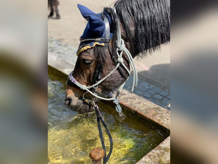 Connemara Gelding 10 years 14,3 hh Brown in Calw