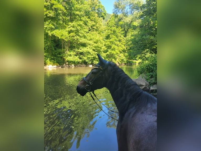 Connemara Gelding 10 years 14,3 hh Brown in Calw