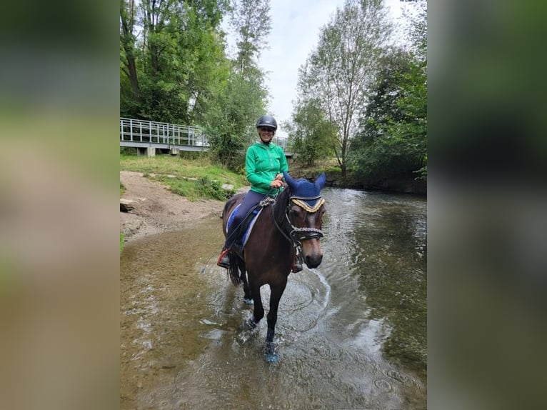 Connemara Gelding 10 years 14,3 hh Brown in Calw