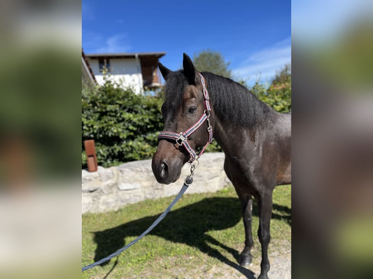 Connemara Gelding 10 years 15 hh Bay-Dark in Petting