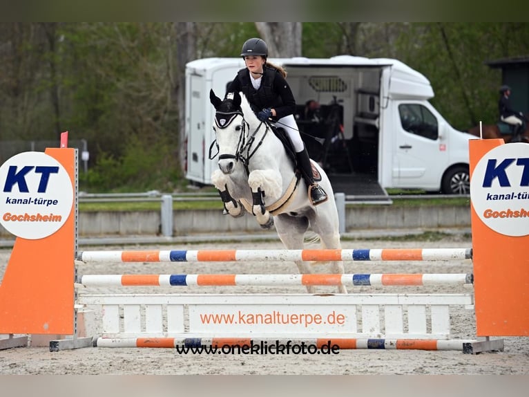 Connemara Gelding 10 years 15 hh Gray in Bad Neustadt an der Saale