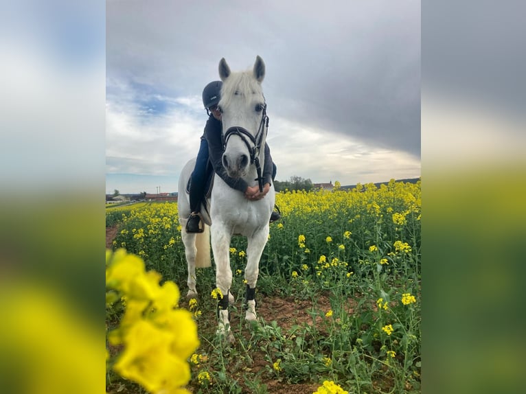 Connemara Gelding 10 years 15 hh Gray in Bad Neustadt an der Saale