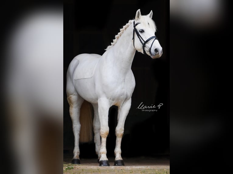 Connemara Gelding 10 years 15 hh Gray in Bad Neustadt an der Saale