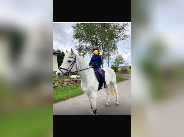 Connemara Gelding 10 years 15 hh Gray in Bad Neustadt an der Saale