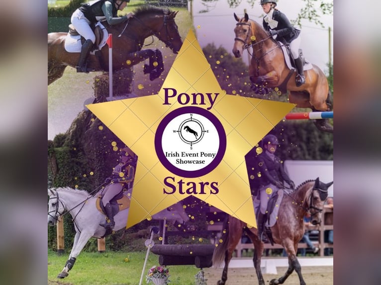 Connemara Mix Gelding 10 years in Dublin