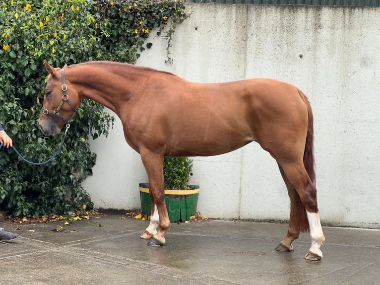 Connemara Mix Gelding 10 years in Dublin