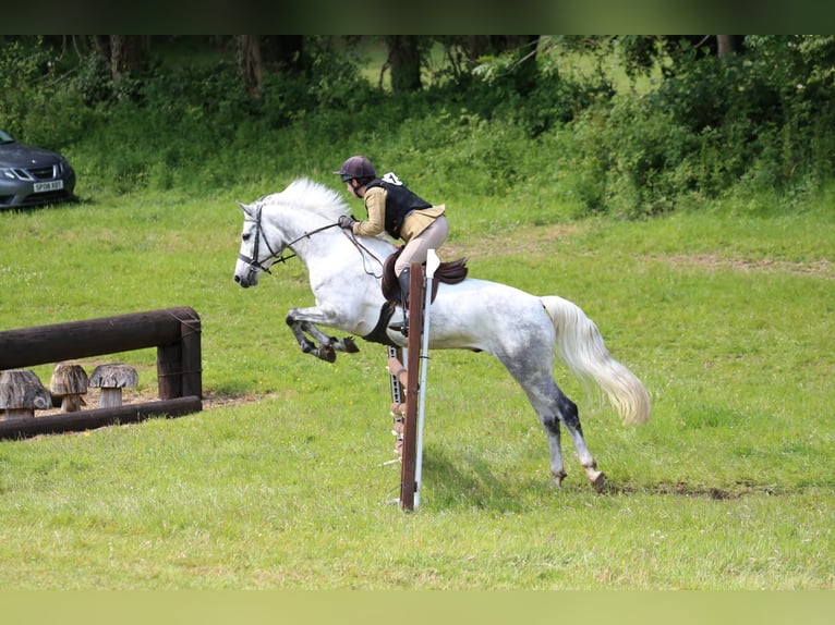 Connemara Mix Gelding 10 years in Dublin