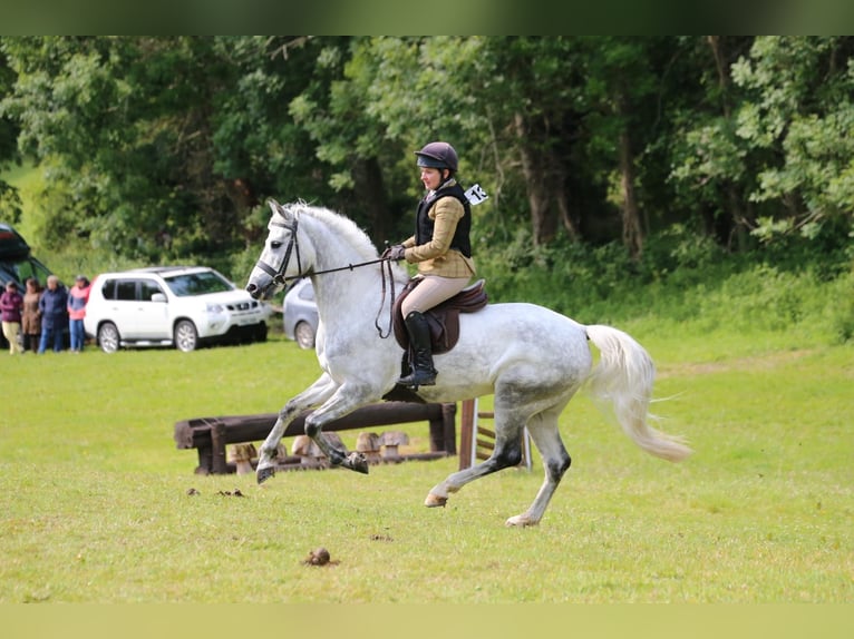 Connemara Mix Gelding 10 years in Dublin