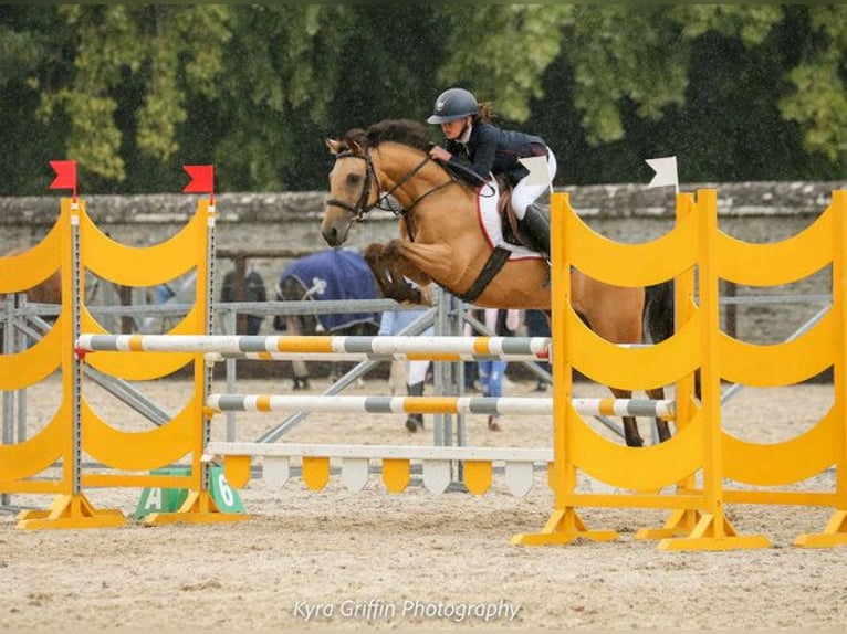 Connemara Mix Gelding 10 years in Dublin