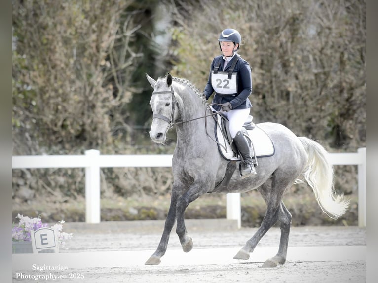 Connemara Mix Gelding 10 years in Dublin