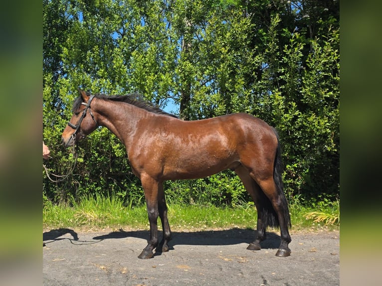 Connemara Mix Gelding 10 years in Dublin