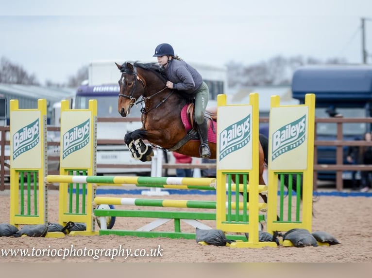 Connemara Mix Gelding 10 years in Dublin