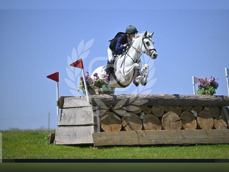 Connemara Mix Gelding 10 years in Dublin