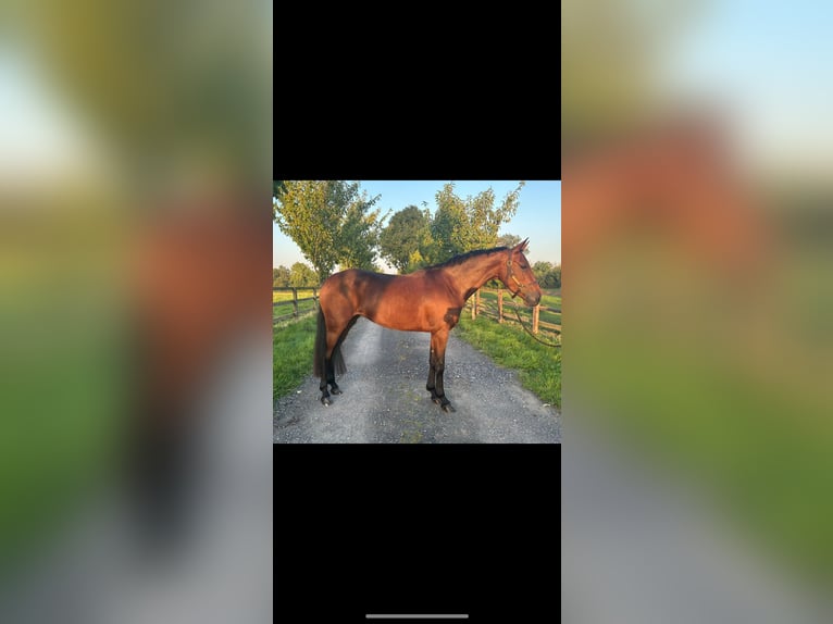 Connemara Mix Gelding 10 years in Dublin