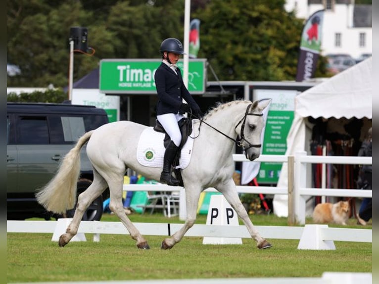 Connemara Mix Gelding 10 years in Dublin