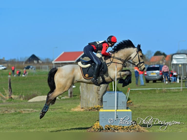 Connemara Mix Gelding 10 years in Dublin