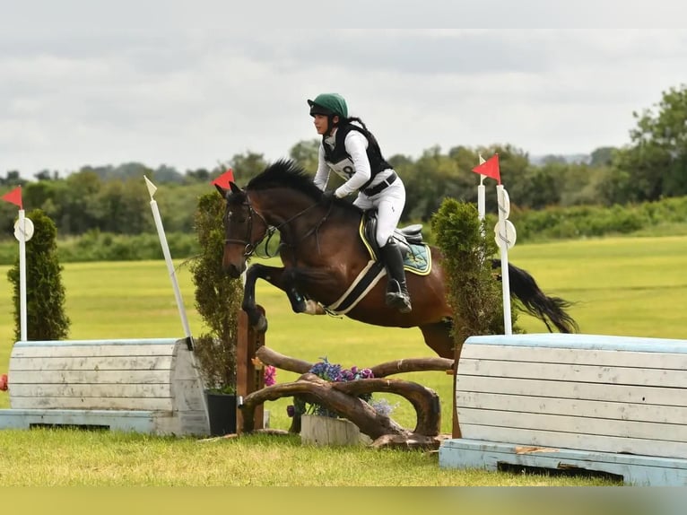 Connemara Mix Gelding 10 years in Dublin
