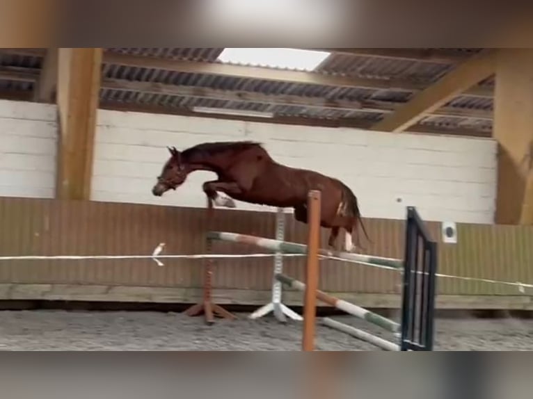 Connemara Mix Gelding 10 years in Dublin