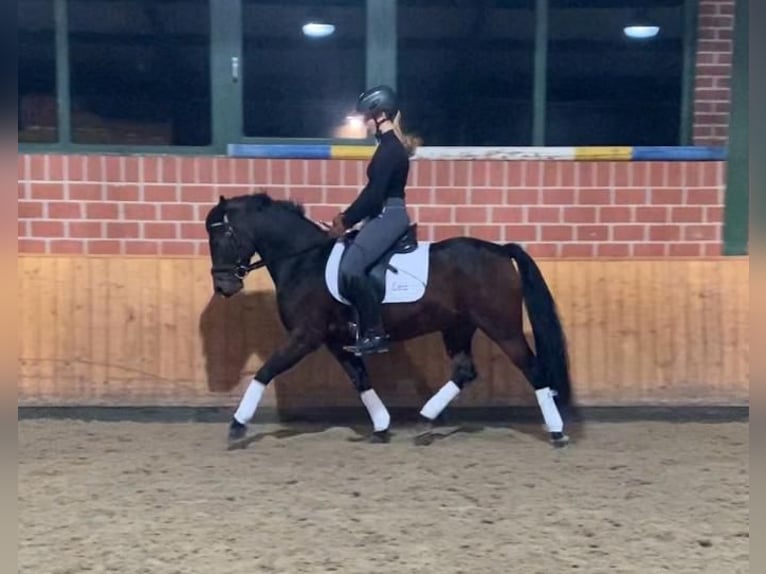 Connemara Mix Gelding 11 years 13.2 hh Brown in Emsdetten