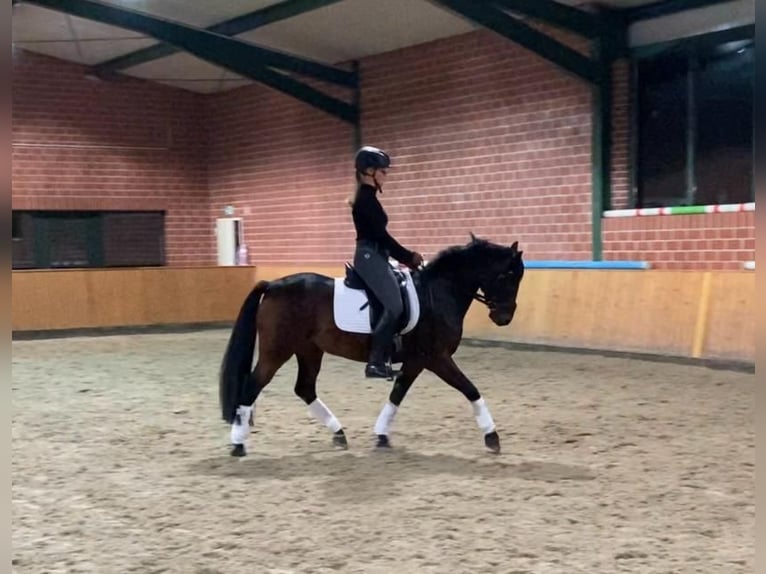 Connemara Mix Gelding 11 years 13.2 hh Brown in Emsdetten