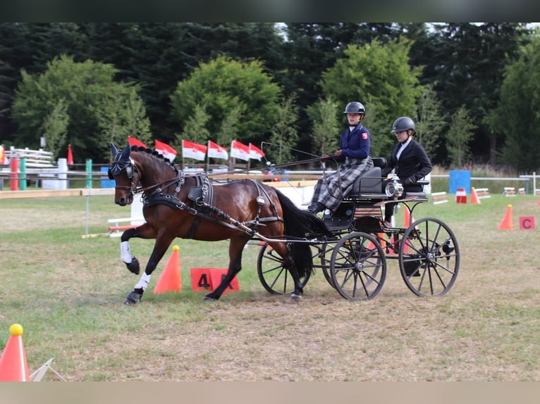 Connemara Mix Gelding 11 years 13.2 hh Brown in Emsdetten