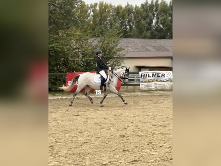 Connemara Gelding 11 years 13,3 hh Gray in Göttingen