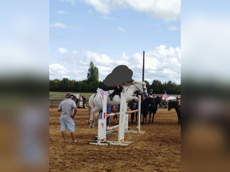 Connemara Gelding 11 years 13,3 hh Gray in Pamproux