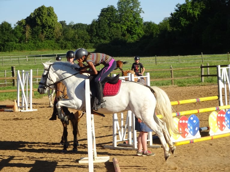 Connemara Gelding 11 years 13,3 hh Gray in Pamproux