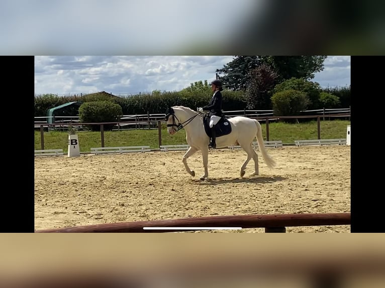 Connemara Gelding 11 years 14,1 hh Cremello in Bad König