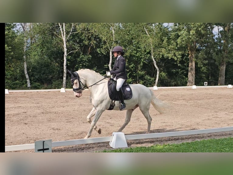 Connemara Gelding 11 years 14,1 hh Cremello in Bad König