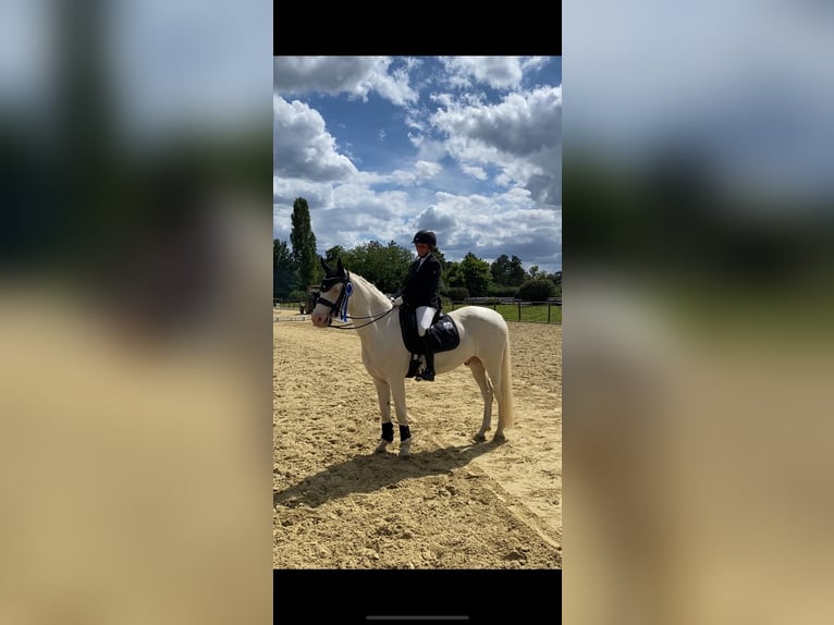 Connemara Gelding 11 years 14,1 hh Cremello in Bad König