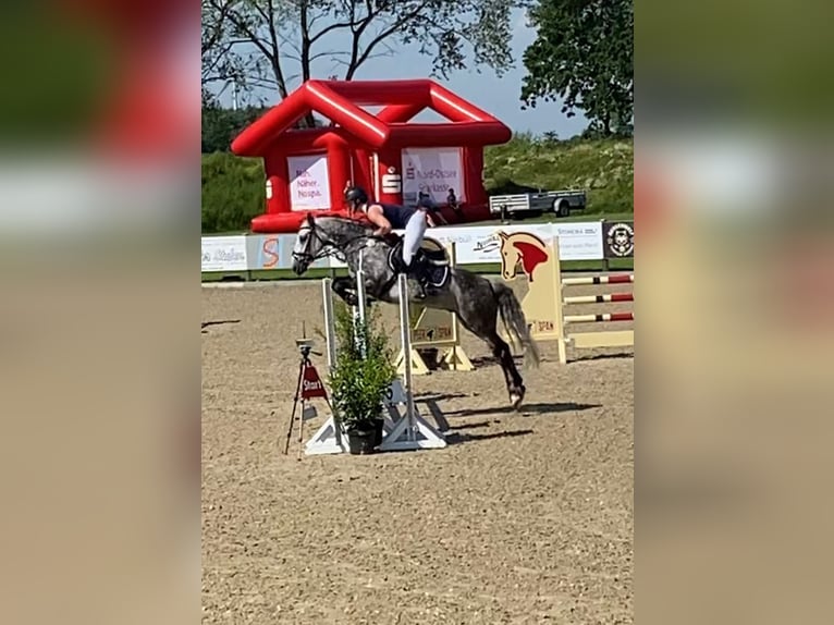 Connemara Gelding 11 years 14,2 hh Gray-Dark-Tan in Süderlügum