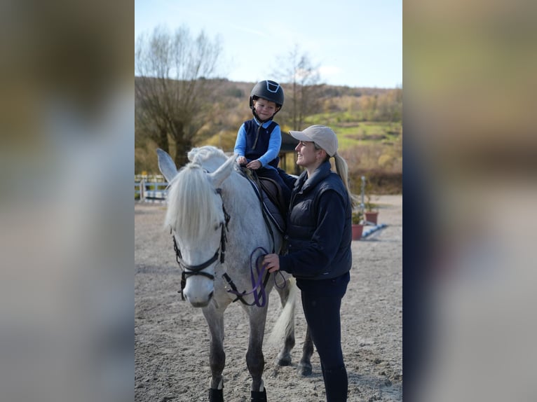 Connemara Gelding 11 years 14.2 hh Grey in Wächtersbach