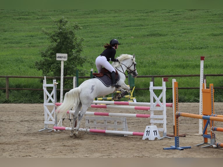 Connemara Gelding 11 years 14.2 hh Grey in Castres