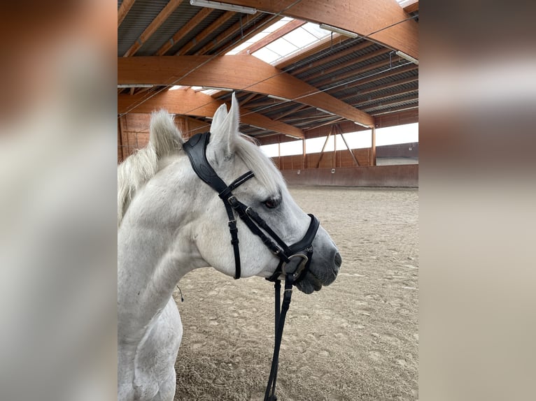 Connemara Gelding 11 years 14,3 hh Gray-Fleabitten in Gründau