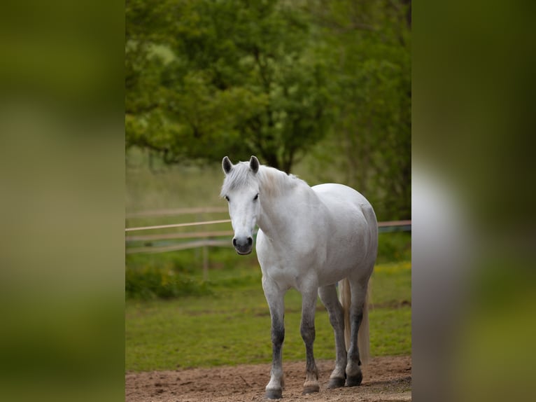 Connemara Gelding 11 years 14.3 hh Grey in Krauchthal