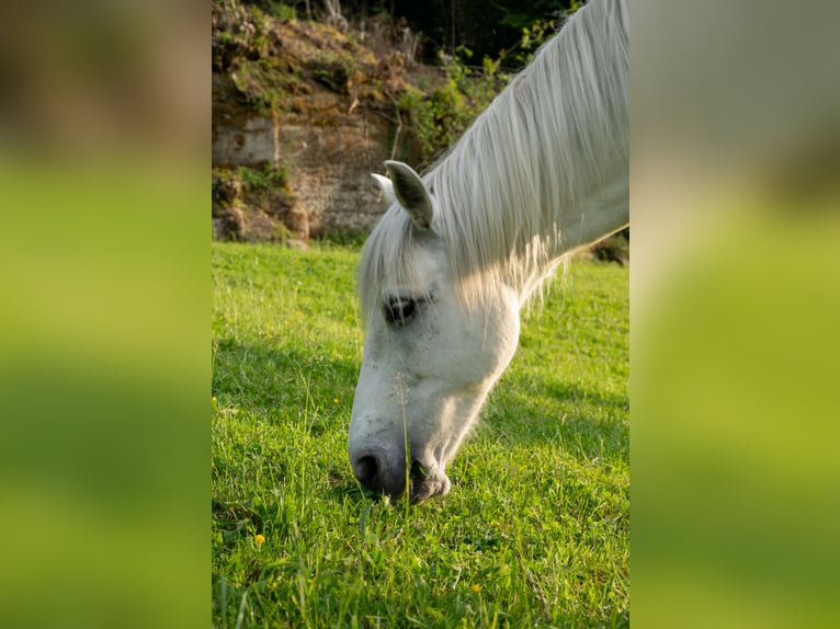 Connemara Gelding 11 years 14.3 hh Grey in Krauchthal